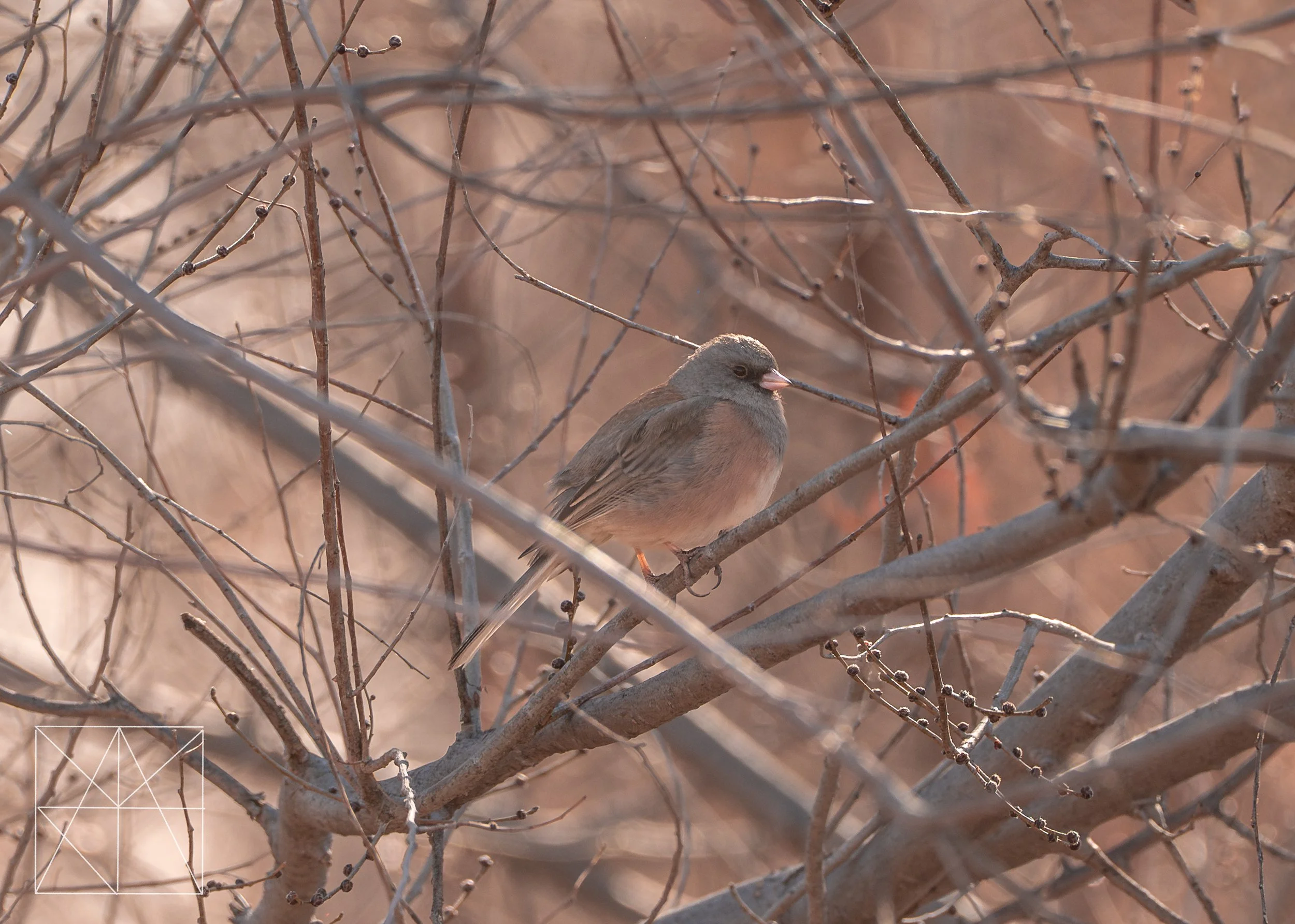 new mexico (7 of 8).jpg