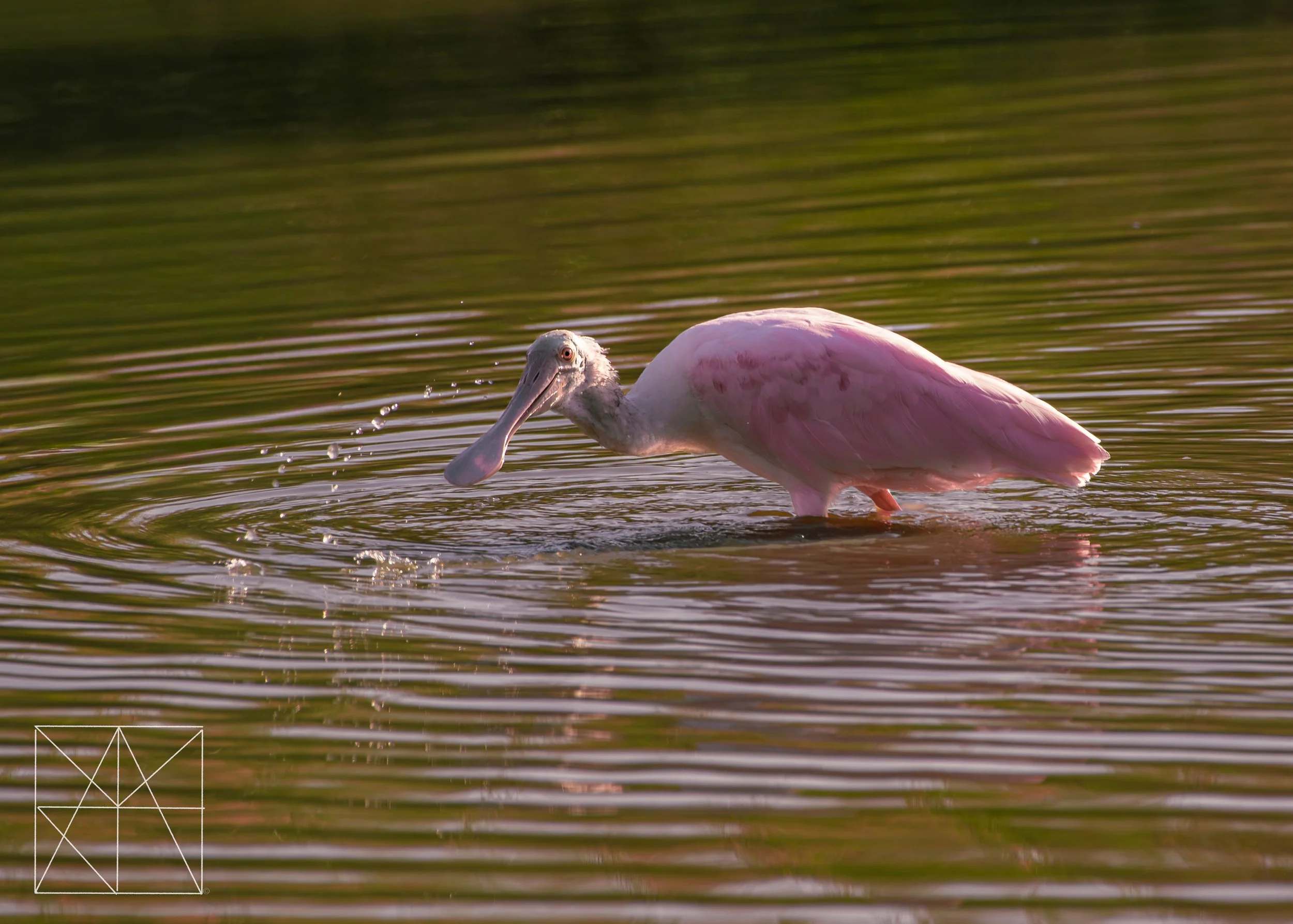 spoonbill (1 of 1).jpg