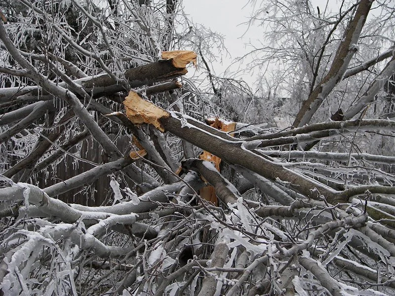 Fallen tree branches and trunks covered in snow, broken and scattered, in a winter landscape.