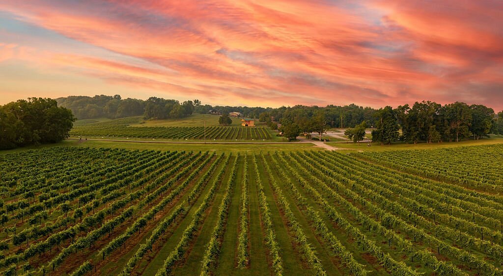 A vineyard with rows of grapevines stretching across rolling hills under a pink and orange sunset sky.