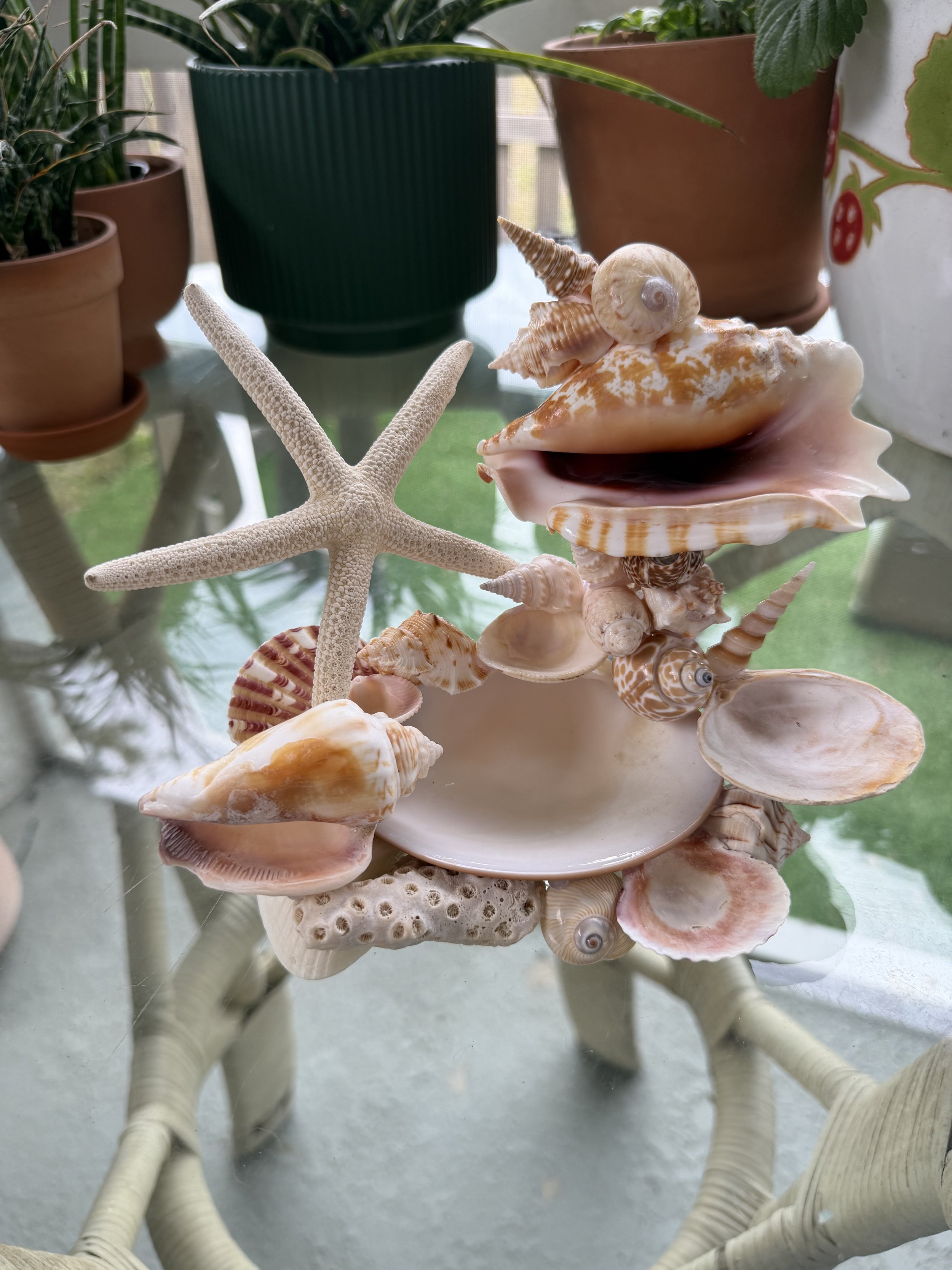 Strombus Star Seashell Jewelry Sculpture