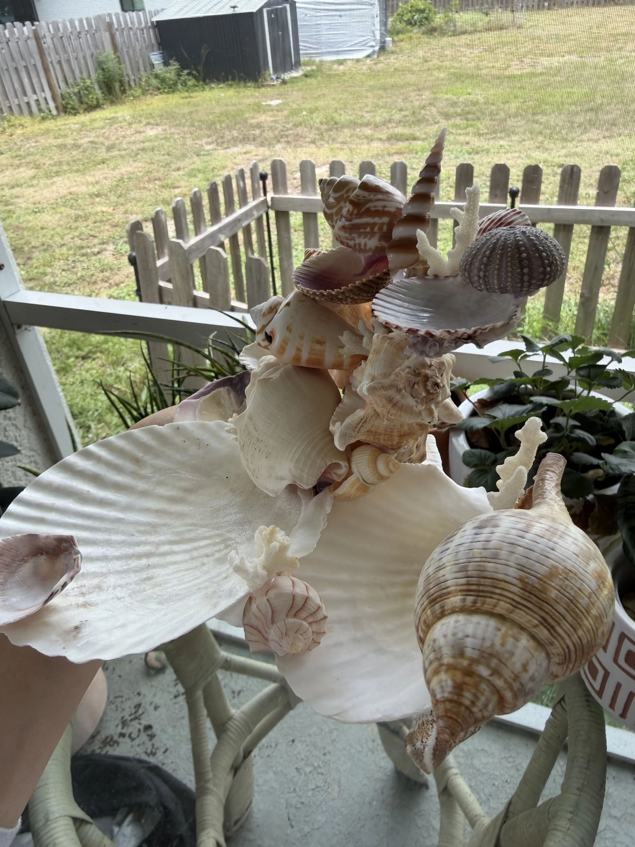 IMG_1983.jpeg