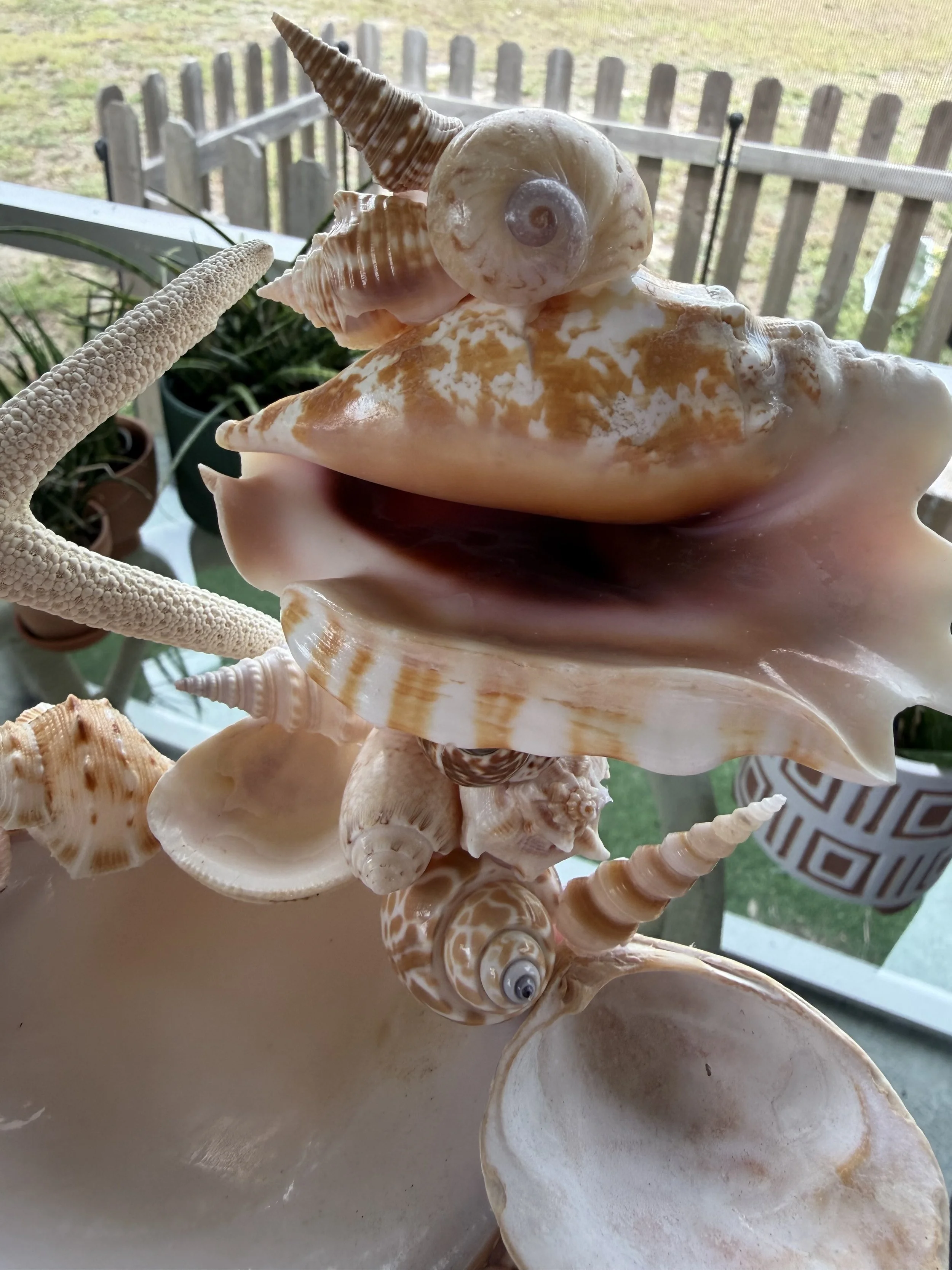 IMG_1563.jpeg
