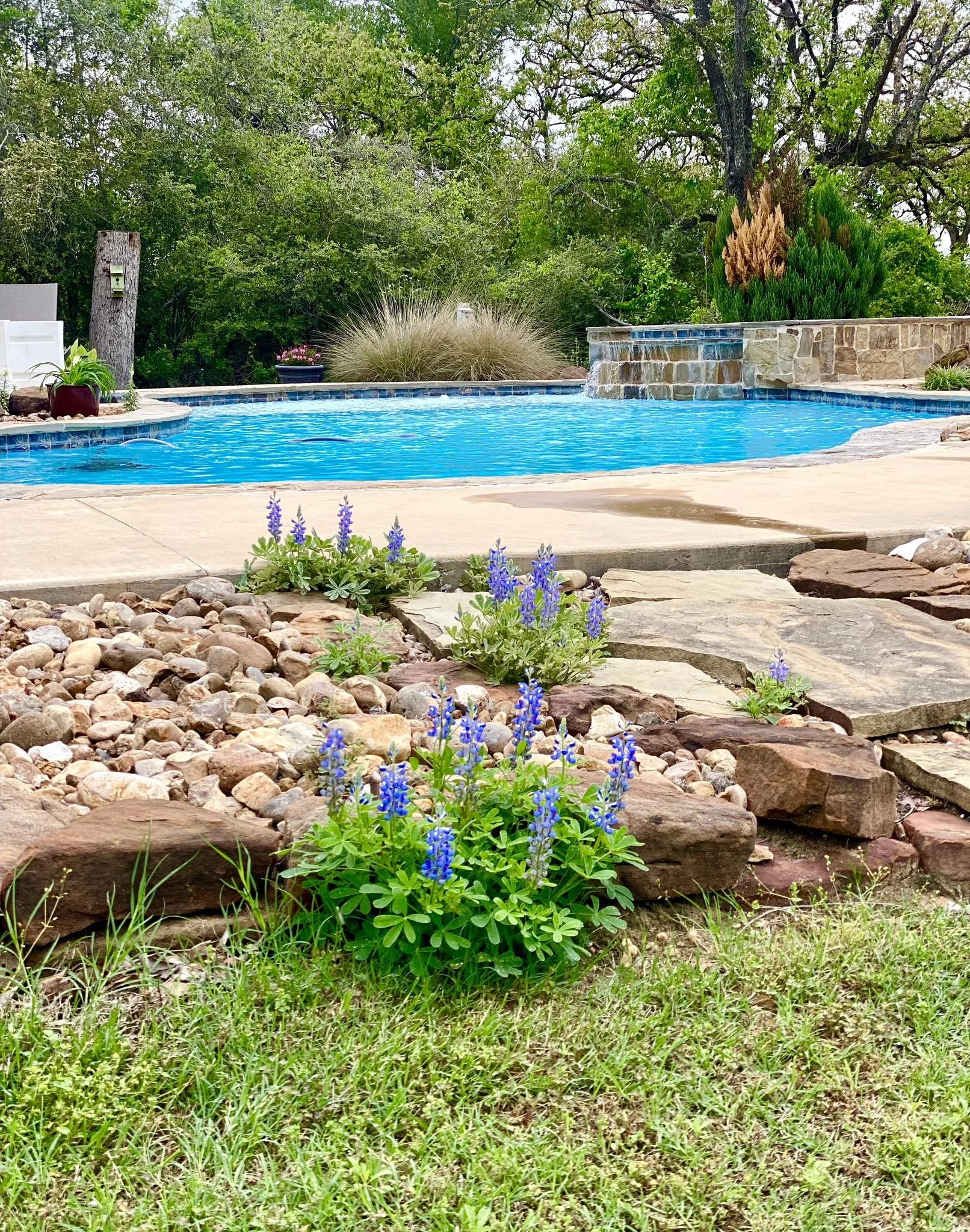 A backyard with a swimming pool, surrounded by rocks and greenery, including purple flowers in the foreground and trees in the background.