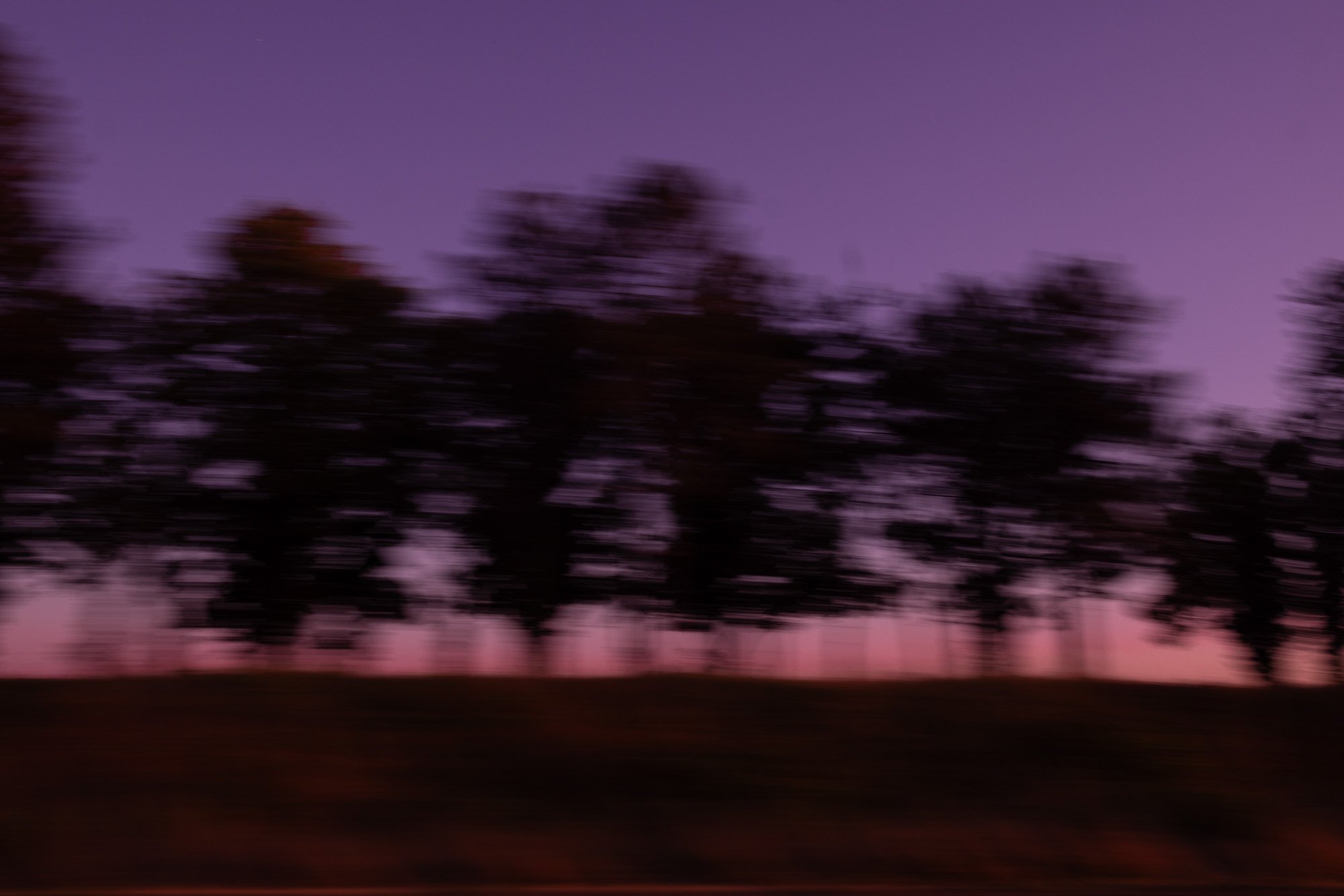 Nightly Trees.jpg