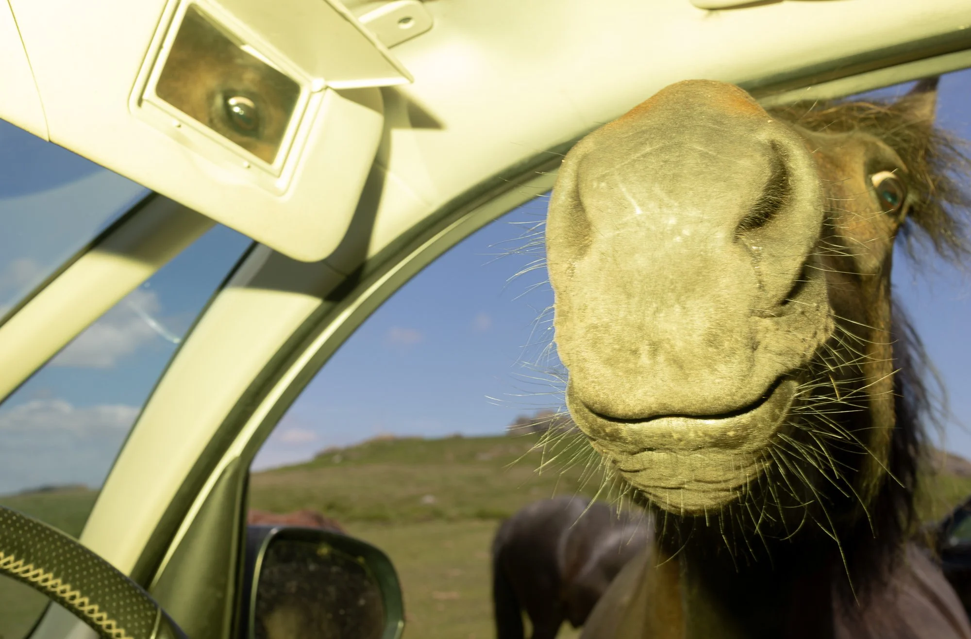 Horse and eye.jpg