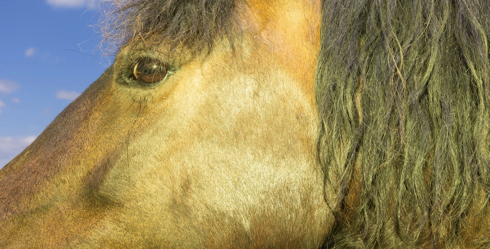 Horse eye.jpg