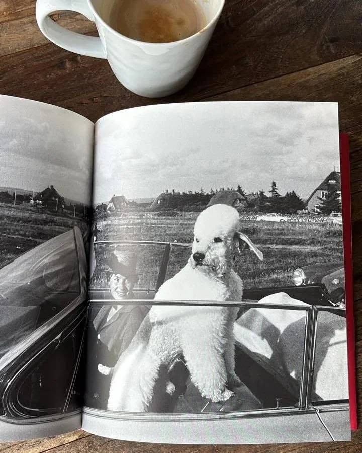 Schwarz-weiss-Foto von einem grossen weissen Pudel, der auf Sylt in einem Cabrio mit offenem Verdeck sitzt.