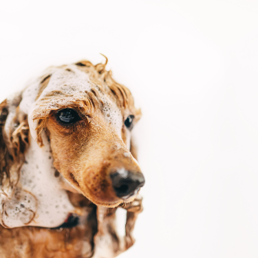 Dog Groomers, Pet Boutiques, Doggie Daycare, Dog Boarding, social media consulting