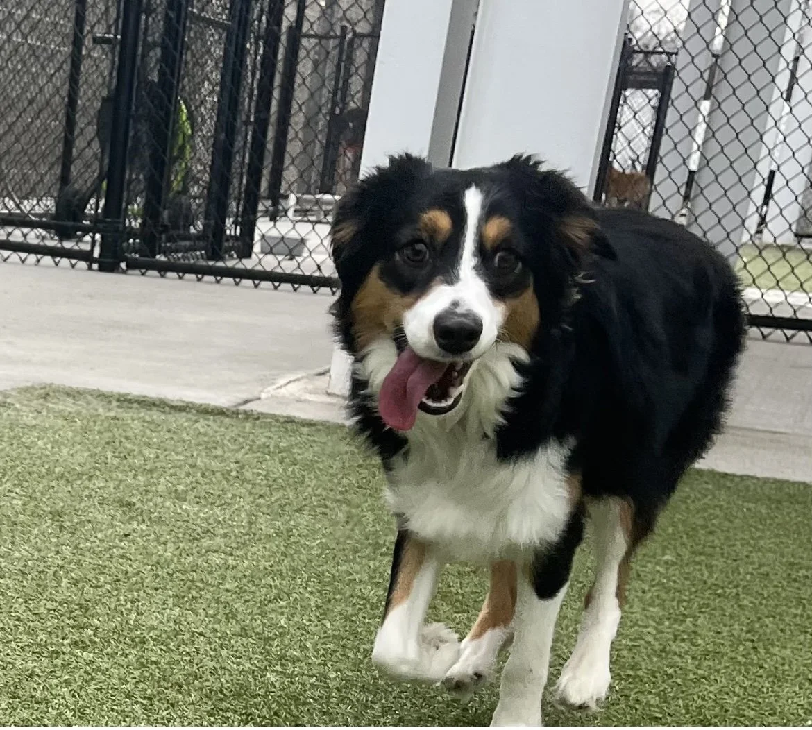 Boarding/Daycare Ride