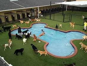 Dog Day Care pool pic.jpeg