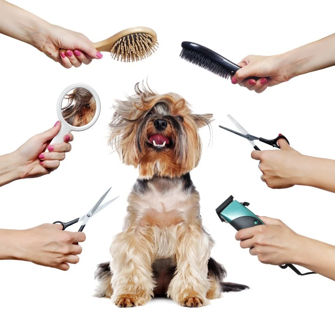 A cute small dog sitting on a white background, surrounded by grooming tools including scissors, a comb, a mirror, a clipper, and a brush, with its hair tousled and a happy expression.