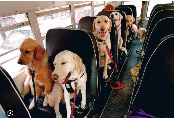 The Dog Bus pick up and drop off to your obedience school