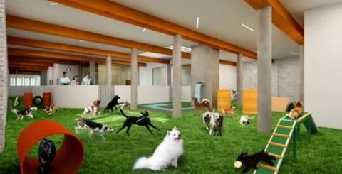 Dog day care play pic.jpg