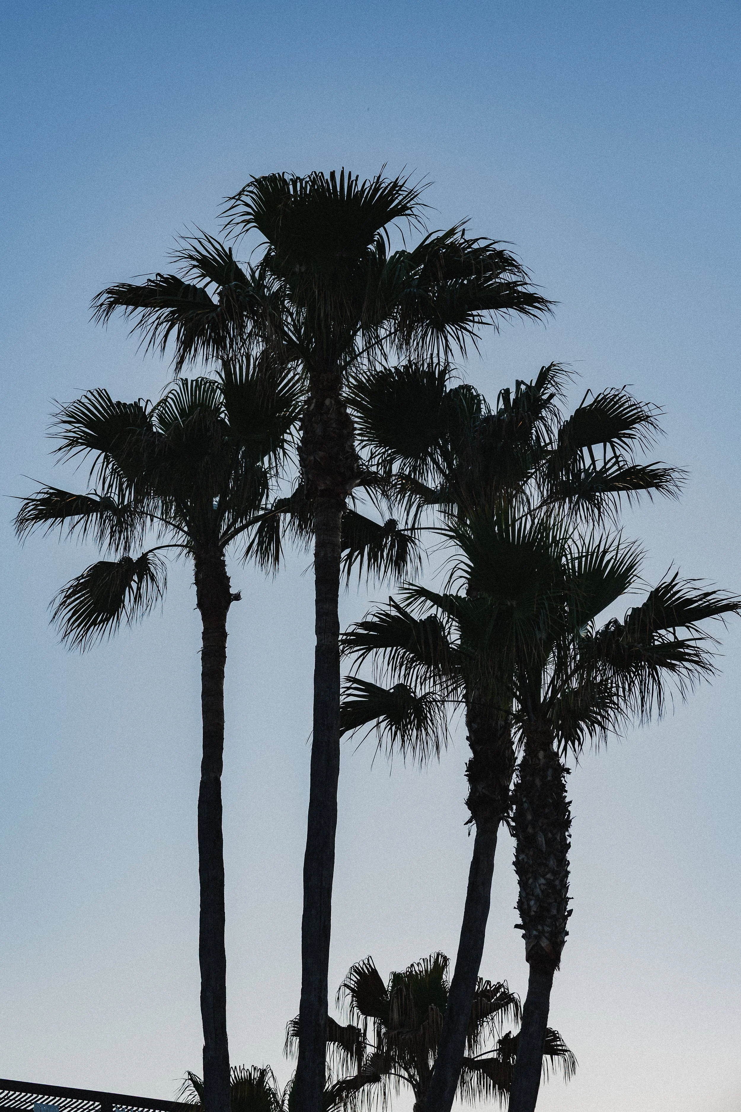 RED BULL IBIZA ROYALE-10.jpg