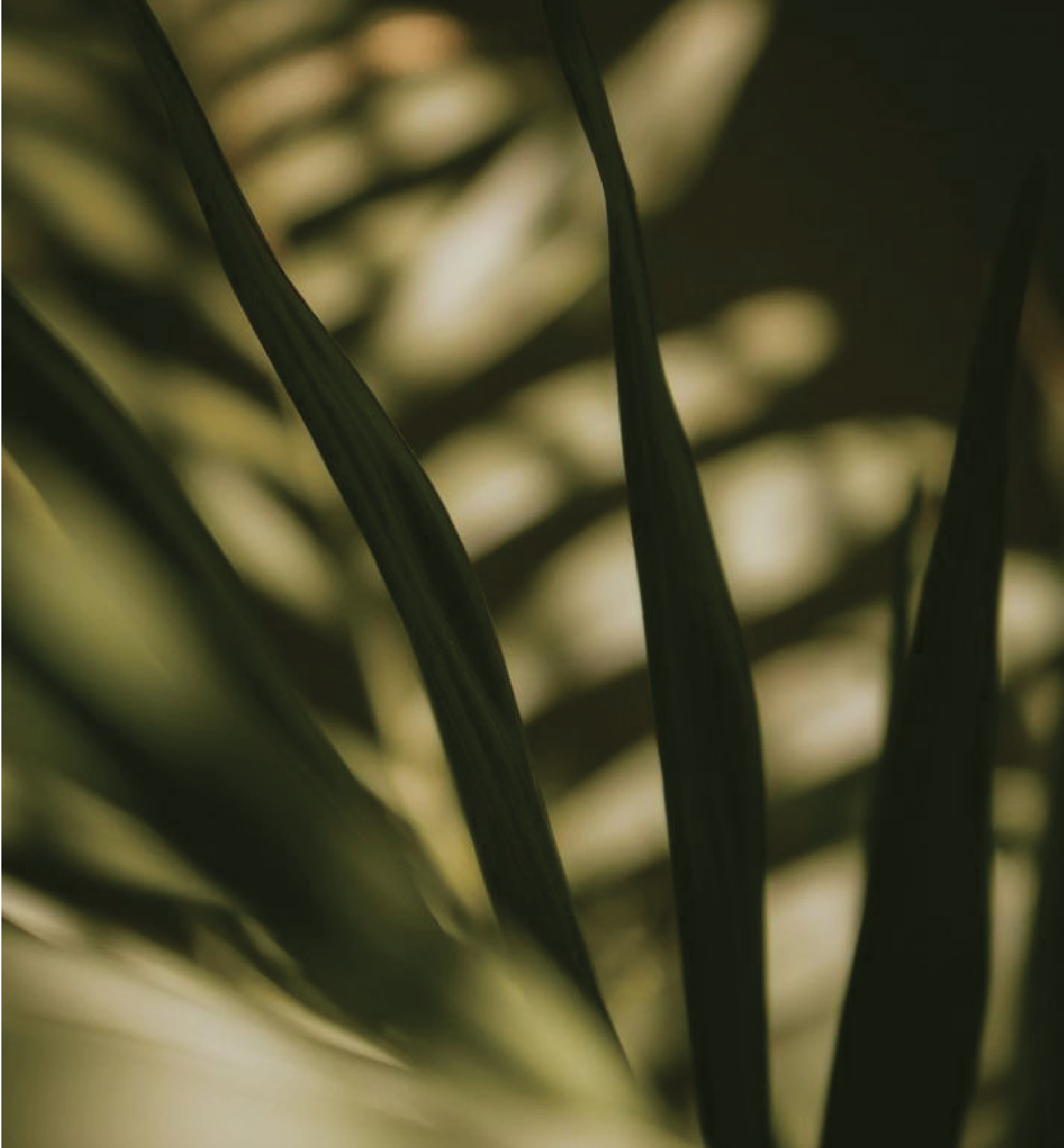Close-up of green and yellowish plant leaves with blurred background.