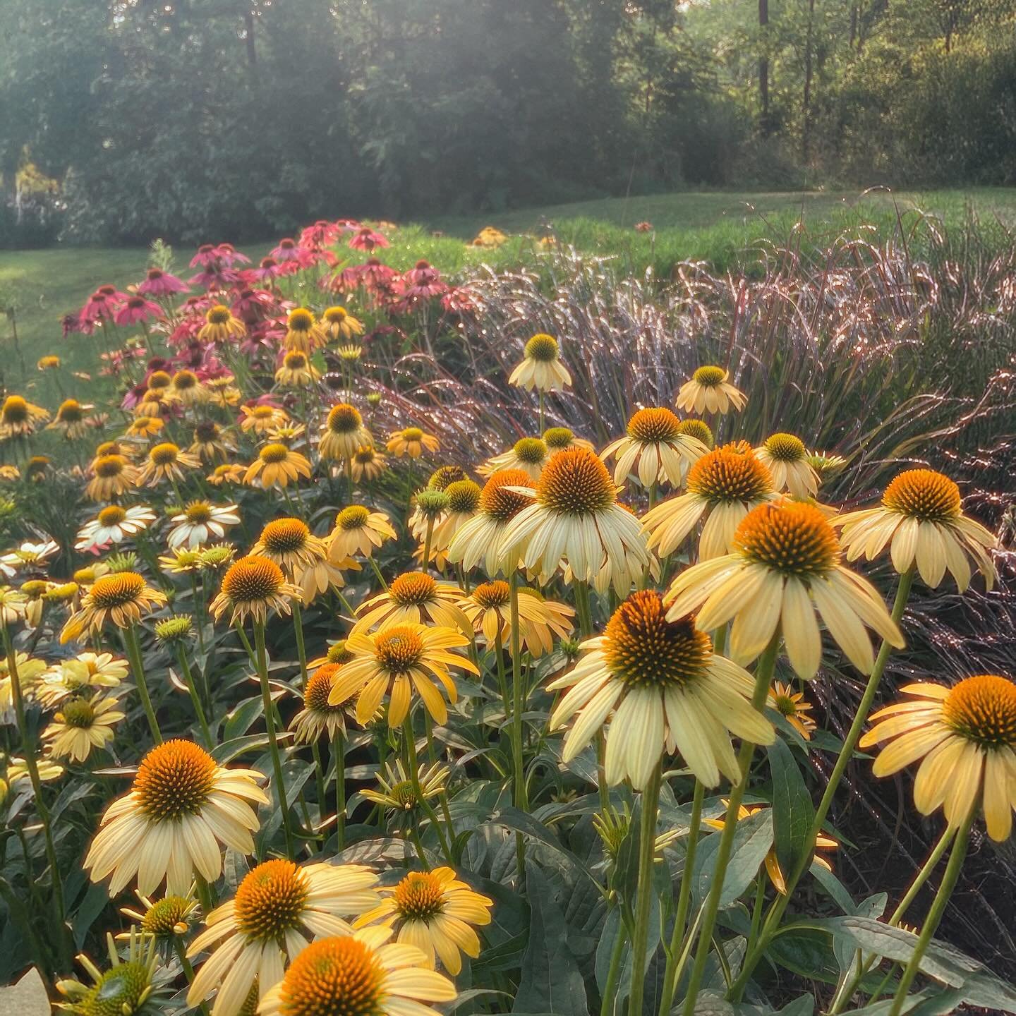 🌿 It&rsquo;s been a fast, hot summer - and we have been soaking up every minute of it! 

Enjoying this last stretch of summer and getting ready for the Fall season ahead 🍂

#gardeninglife #professionalgardening #girlswhogarden #summervibes