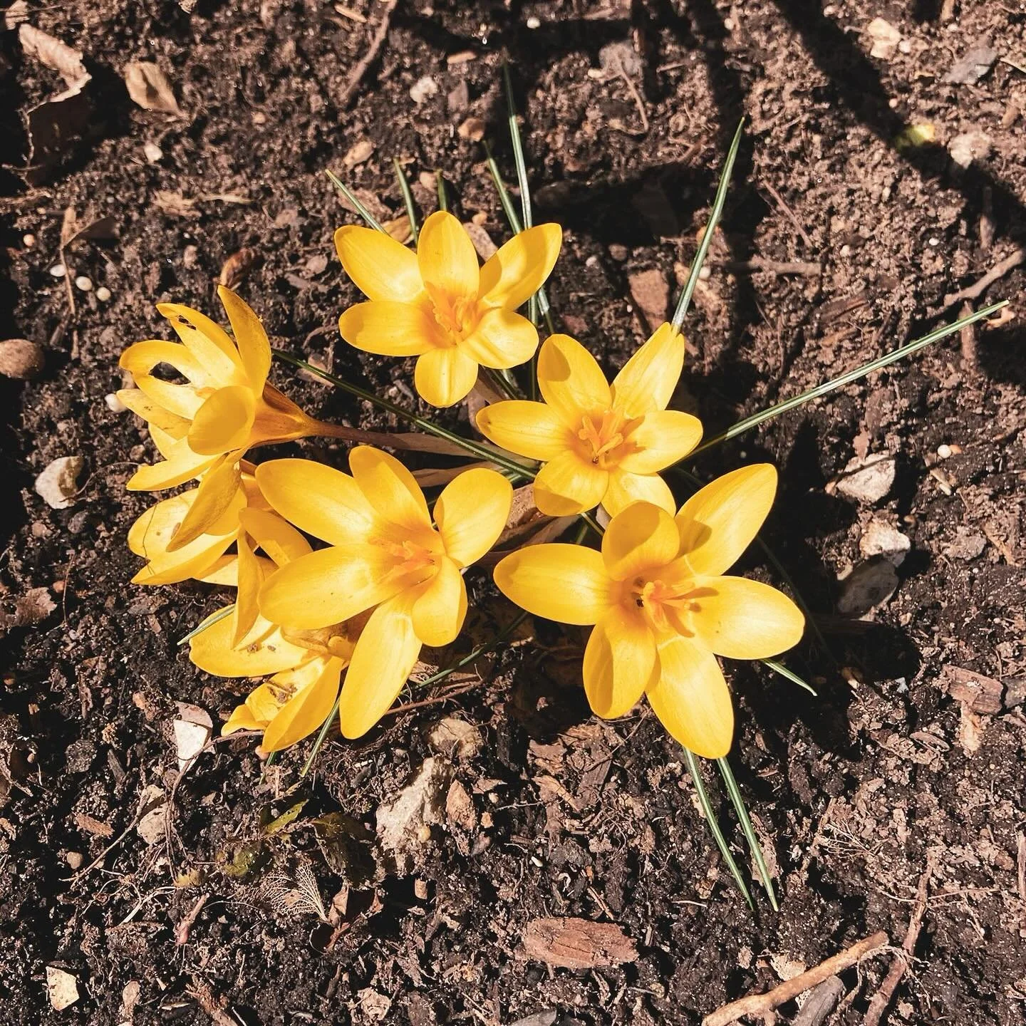 🌿 
Spring Cleanups ✅ Annual planters ✅ Mulching and planting projects ✅
We are in full swing and so excited to enjoy the long awaited summer blooms 🌸

#gardenlife #greenthumbsatwork #girlswhogarden