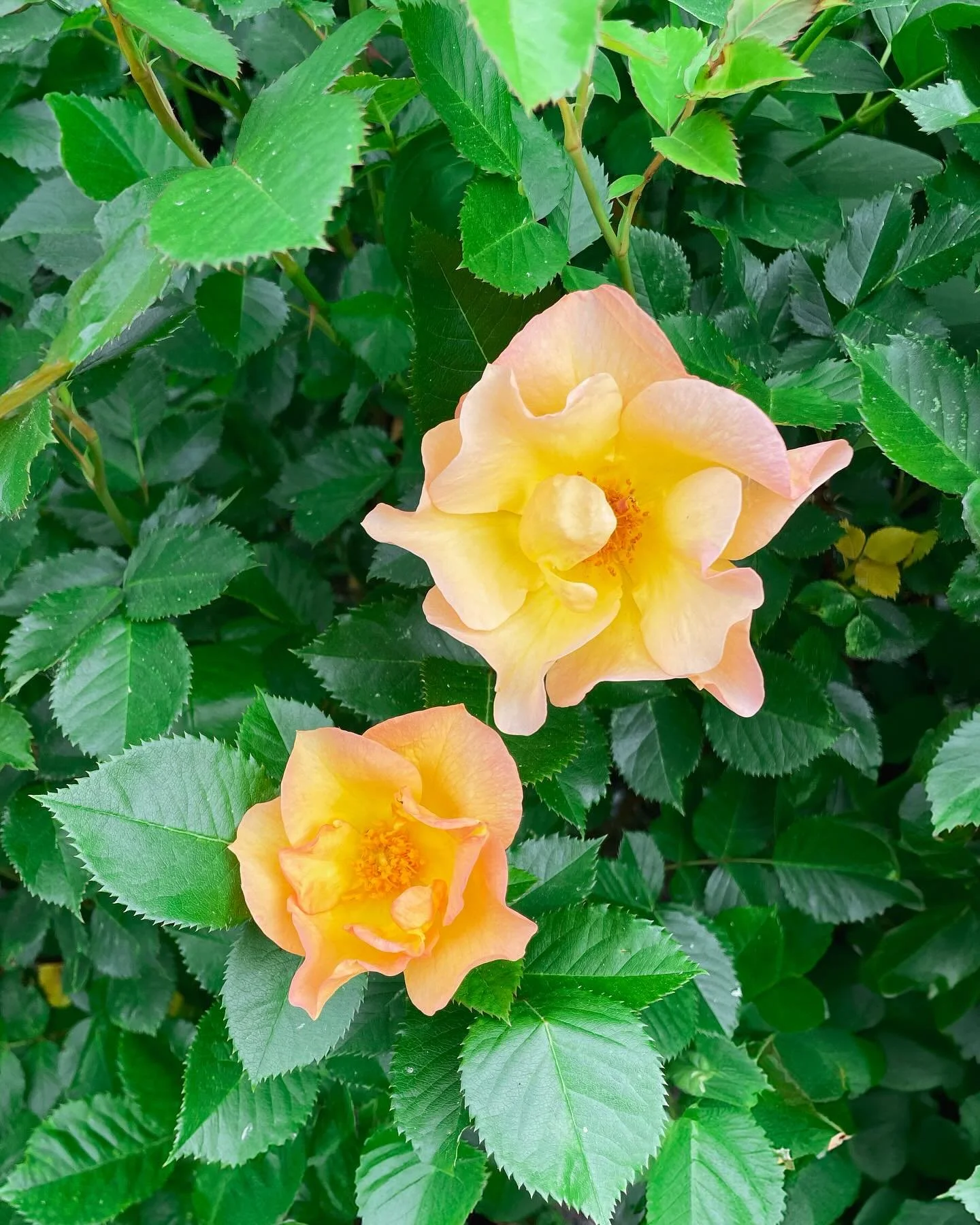 Look who showed up for Summer!
#roses #girlswhogarden #georgianbaylife