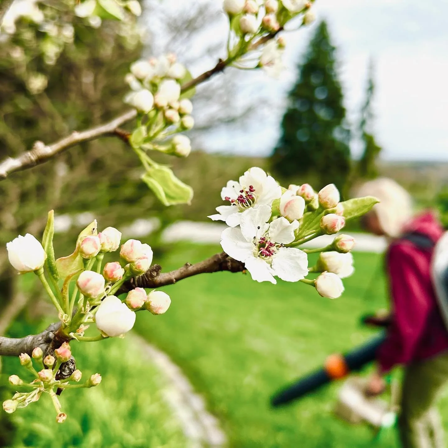 It&rsquo;s been a whirlwind of a month and the Plum cleanups are complete. Time to enjoy the flowers! 

#floweringornamentals #springbuds #girlswhogarden #georgianbaylife #gardencleanup