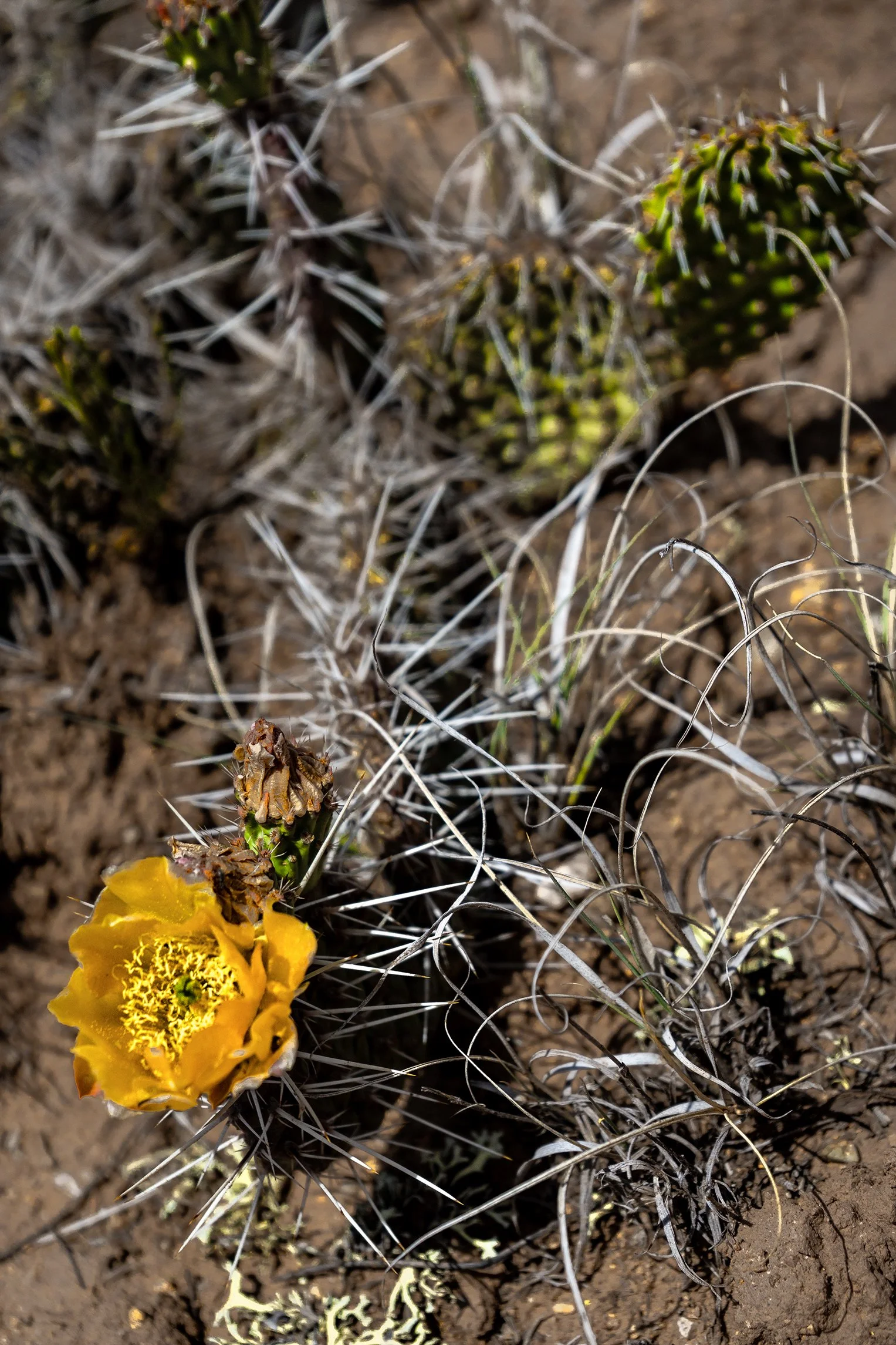 Desert flora