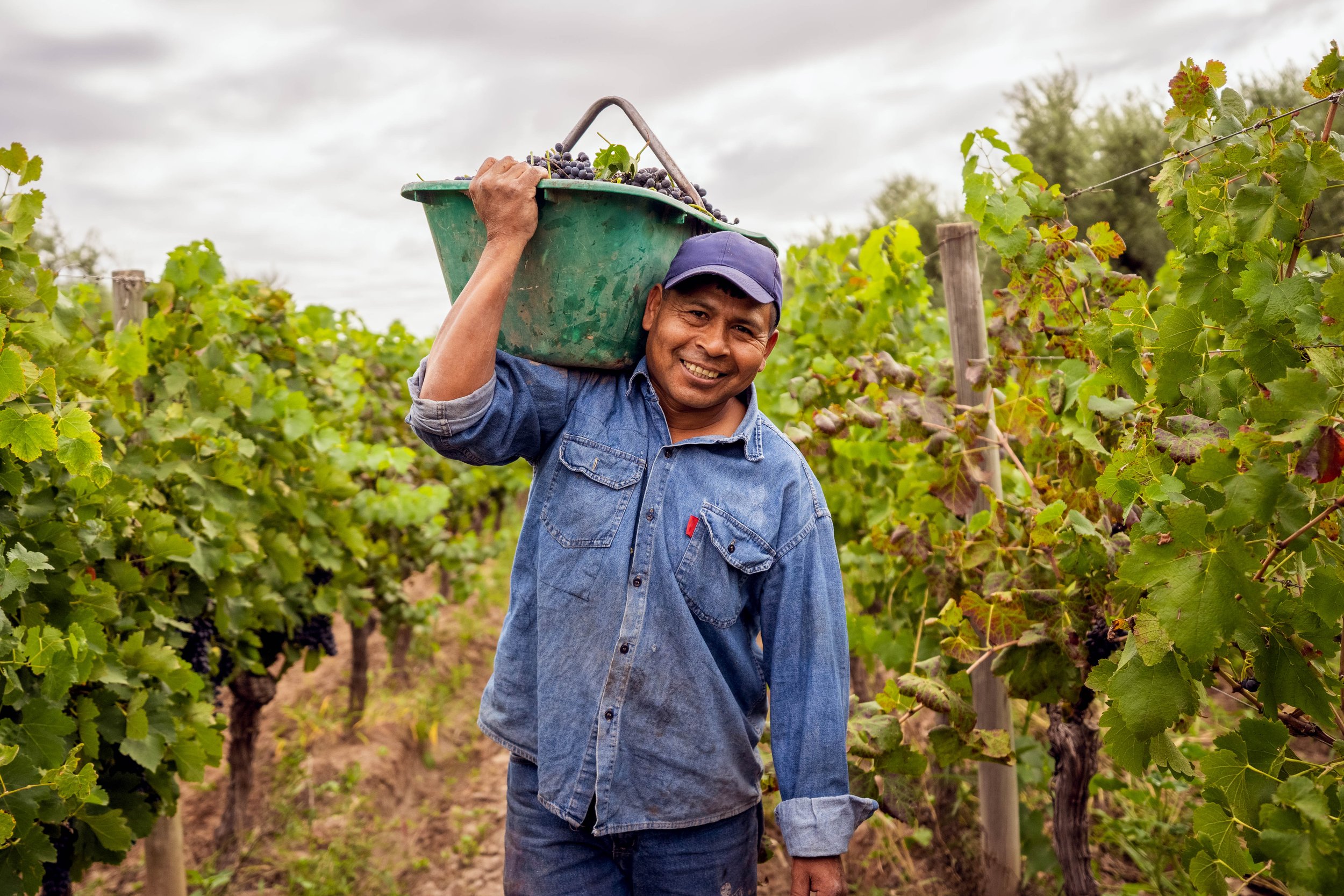 A man smiling in a vineyard carrying a green basket filled with purple grapes on his shoulder.