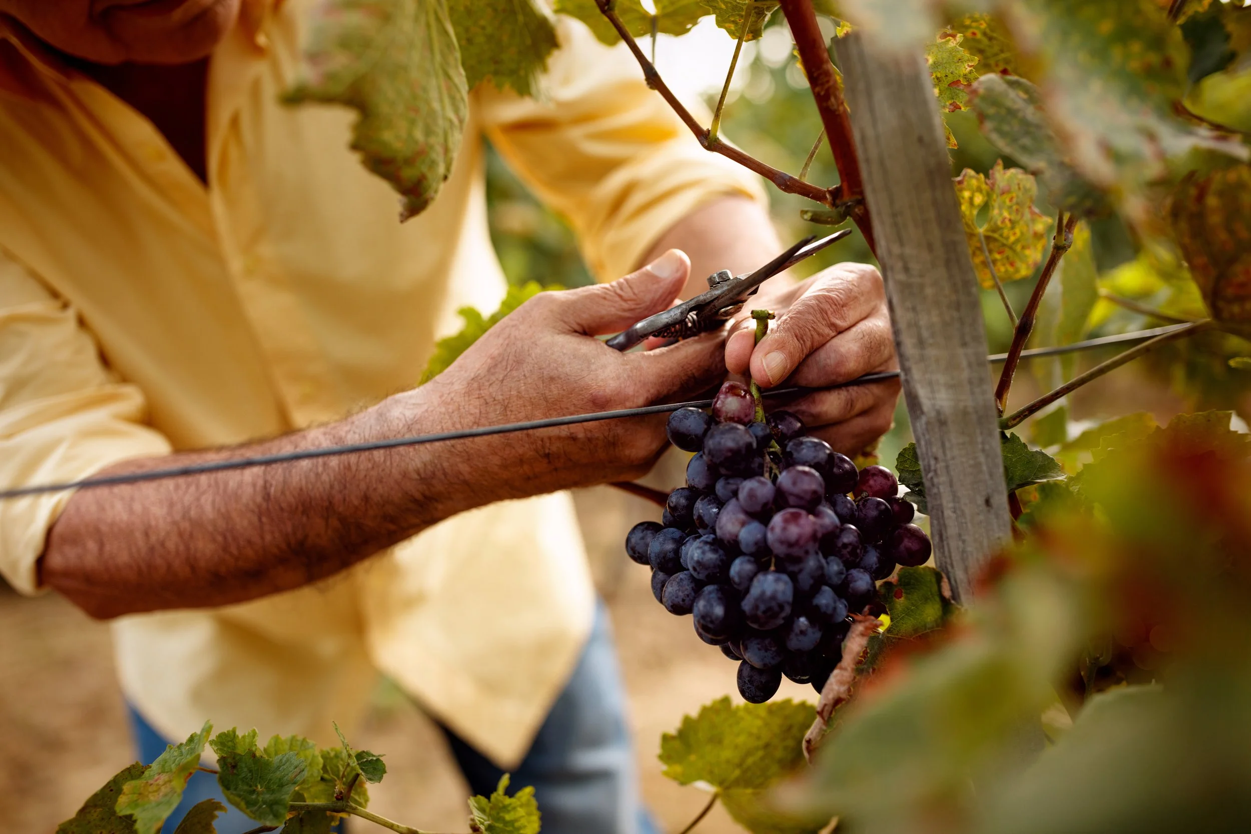 A person in a yellow shirt harvesting a bunch of dark purple grapes in a vineyard.