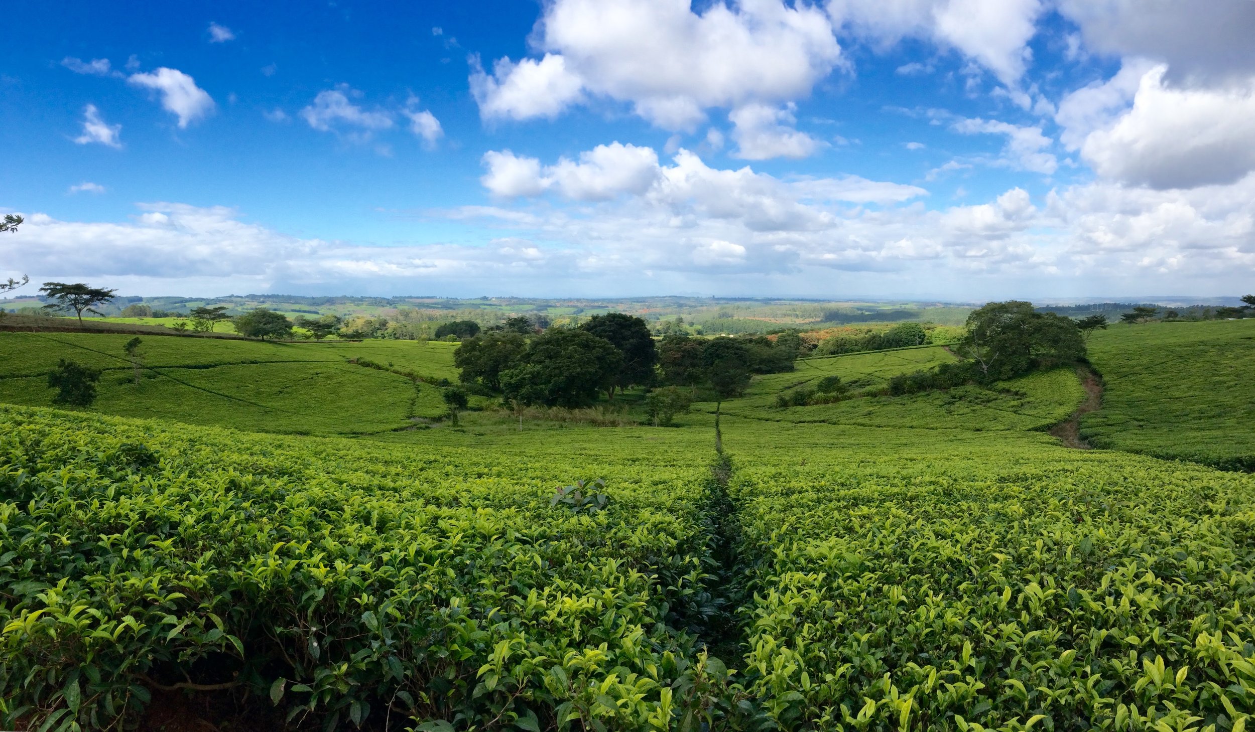 Lush green rolling hills with tea plants, scattered trees, and a partly cloudy blue sky.