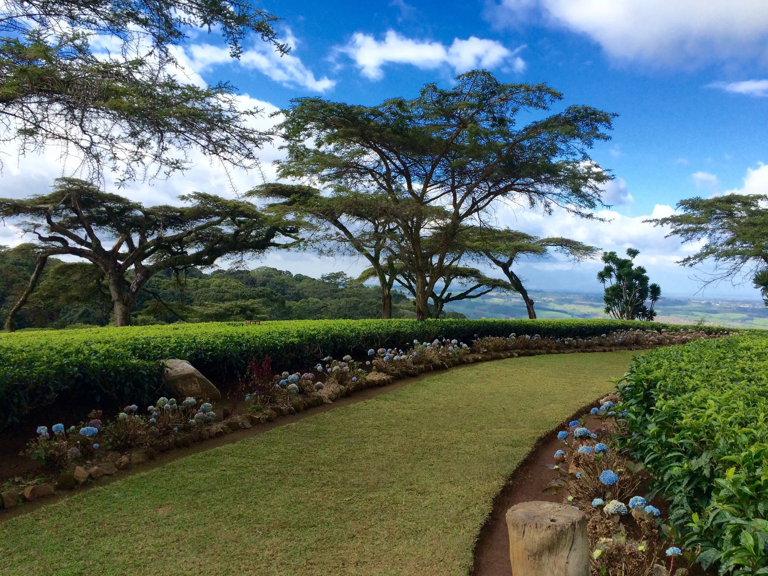 A garden with a curved grassy pathway, surrounded by blue and purple flowers, with tall trees and a cloudy sky in the background.