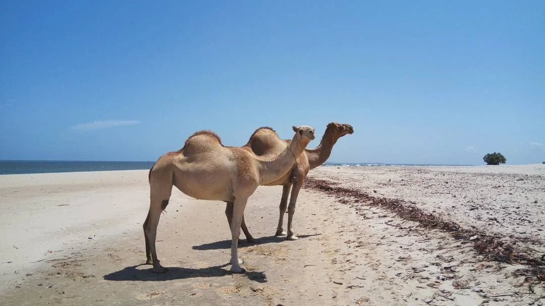 Two camels walking on a sandy beach under a clear blue sky.
