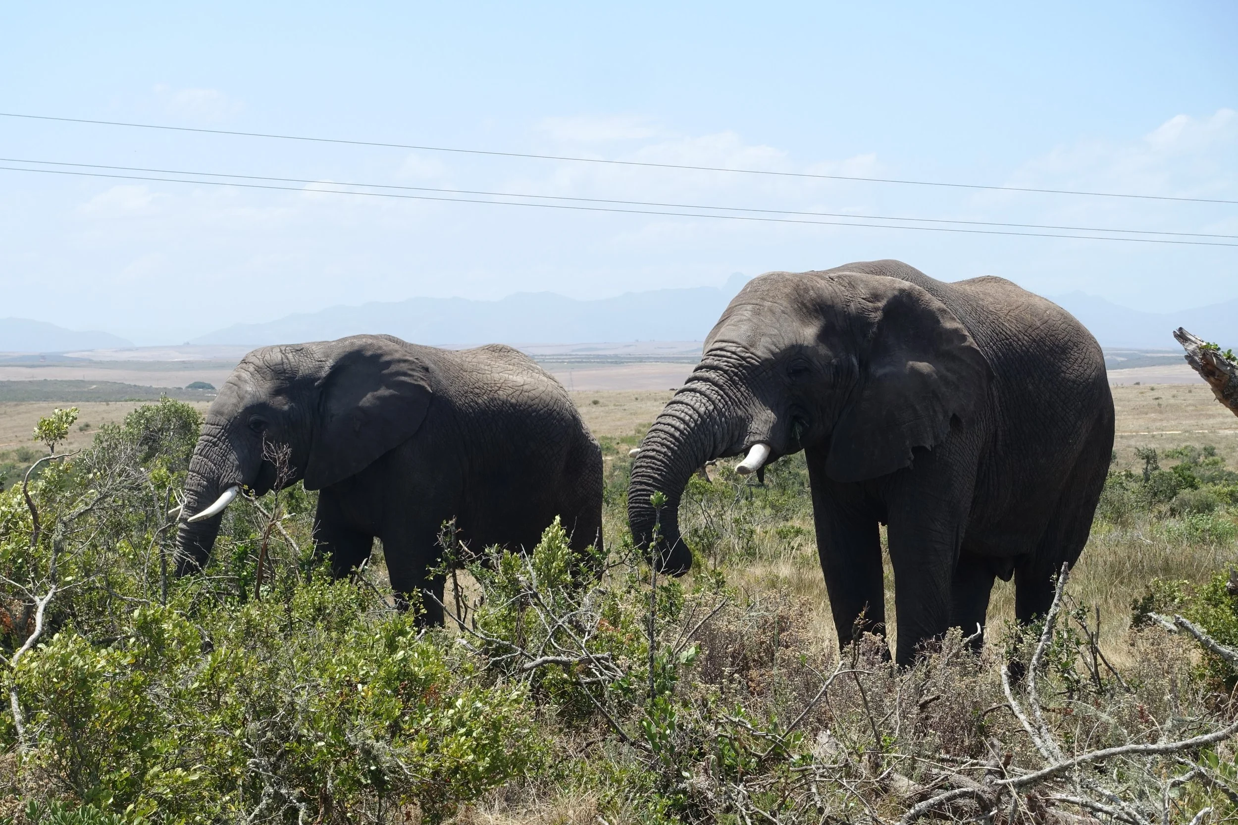 Two elephants standing in a grassy plain with shrubs and trees, under a blue sky with some clouds, with mountains in the background.