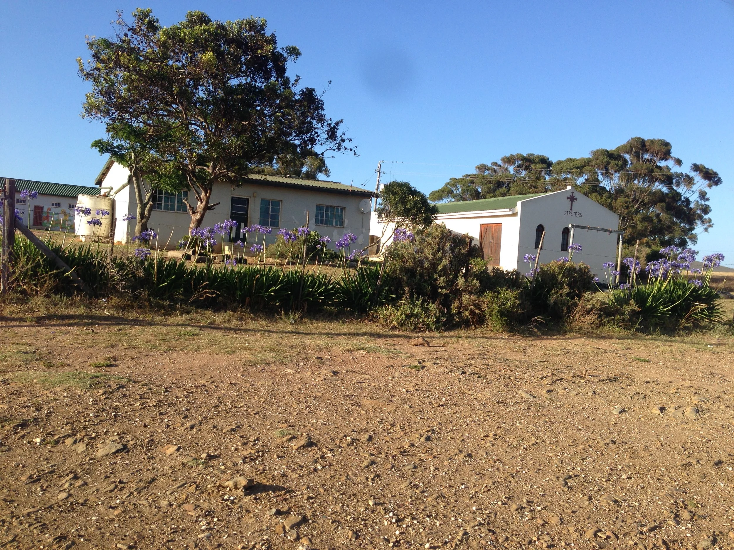 A rural scene with a dirt foreground, green plants with purple flowers, and a white church with a cross and the word "Steppers" on the building in the background. There are trees and a clear blue sky.