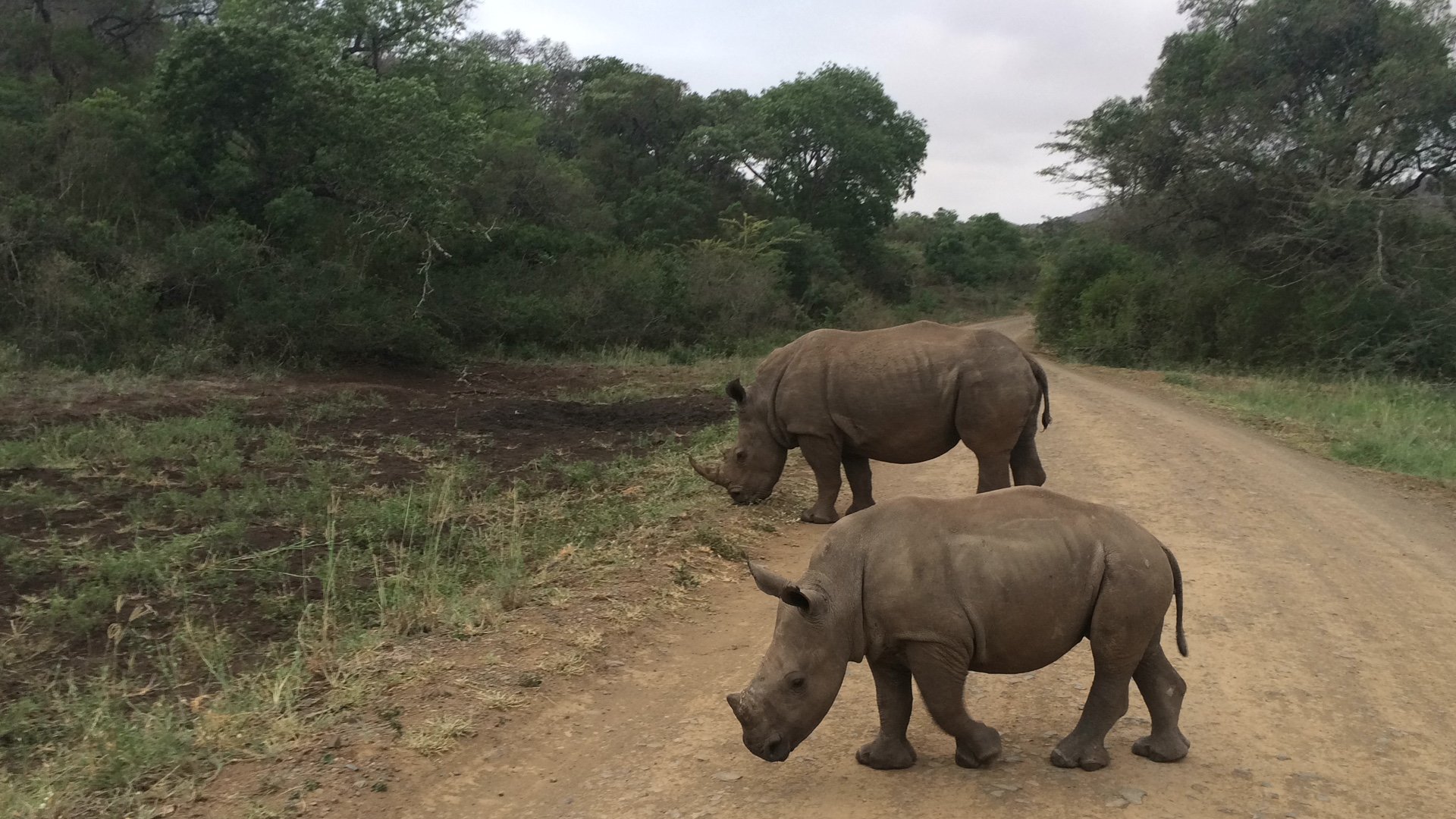 Two baby rhinoceroses walking on a dirt road in a forested area.