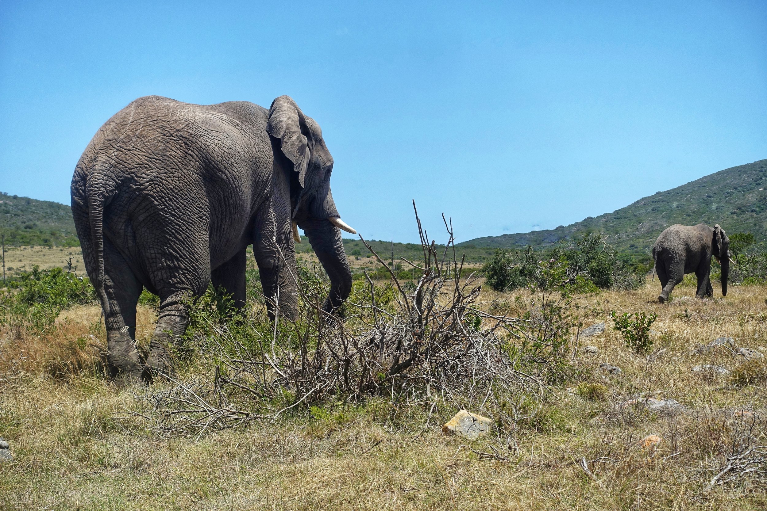 Two elephants in a grassy landscape with bushes and hills under a clear blue sky.