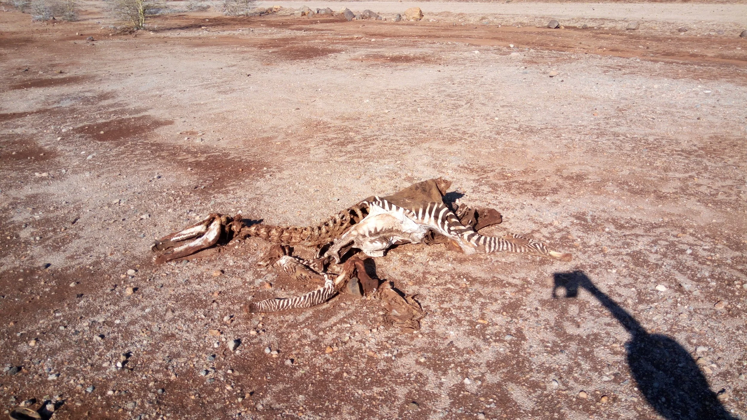 A dead zebra lying on the dry, rocky ground in a desert landscape, with a shadow of a camera or photographer cast nearby.
