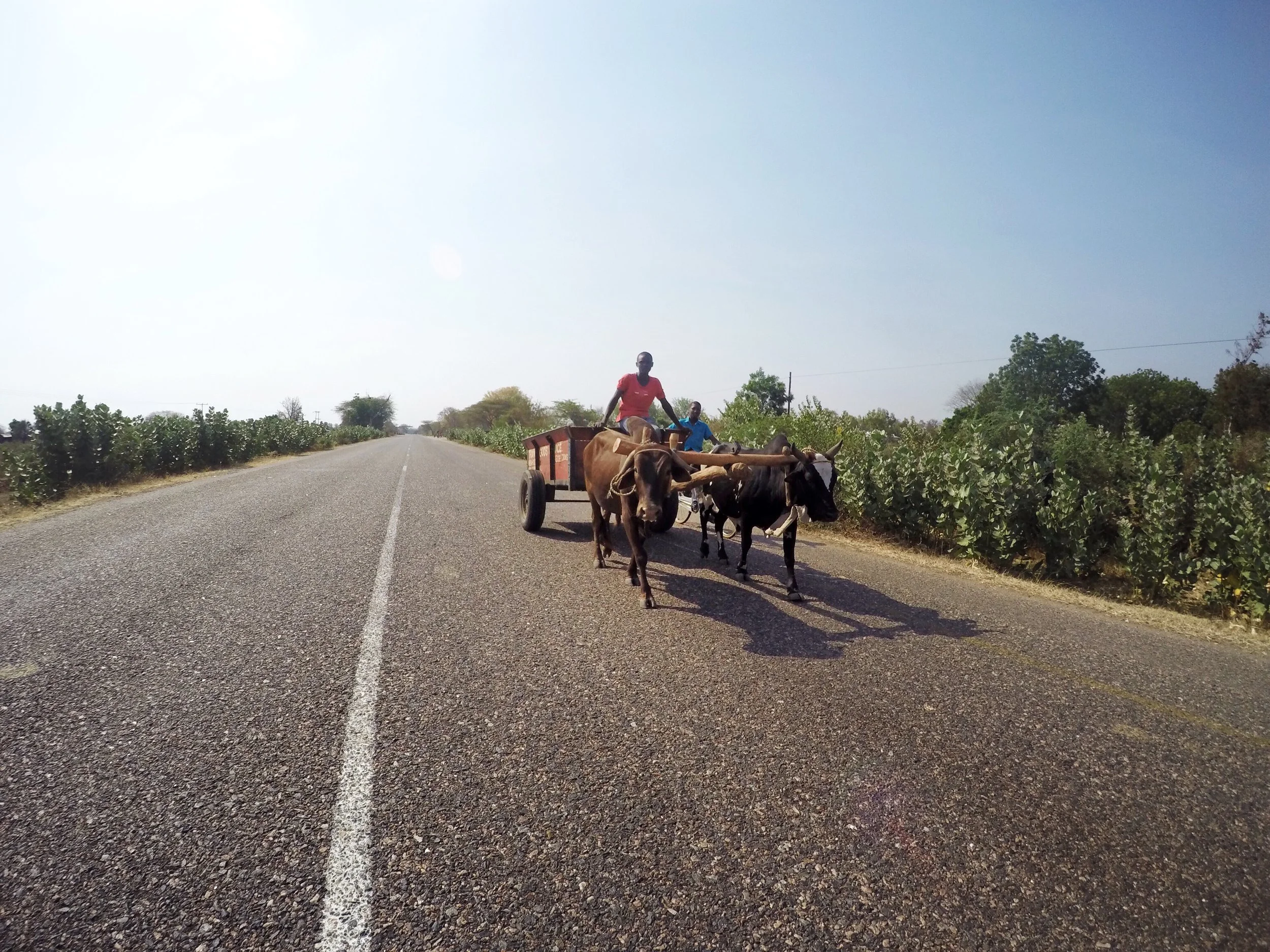 Two people riding a bullock cart on a rural road, with green fields and trees on either side, under a clear sky.