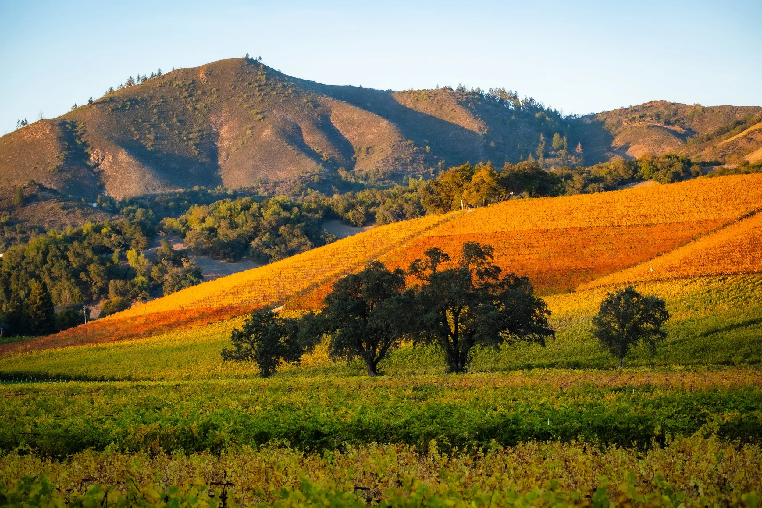 20251108.kenwoodGrapes.35 copy.jpeg