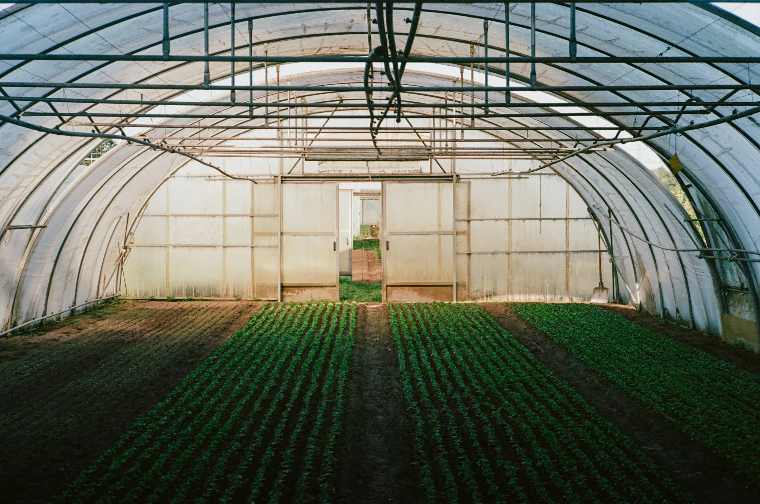 20240827.farm.Ektar100.7.jpg