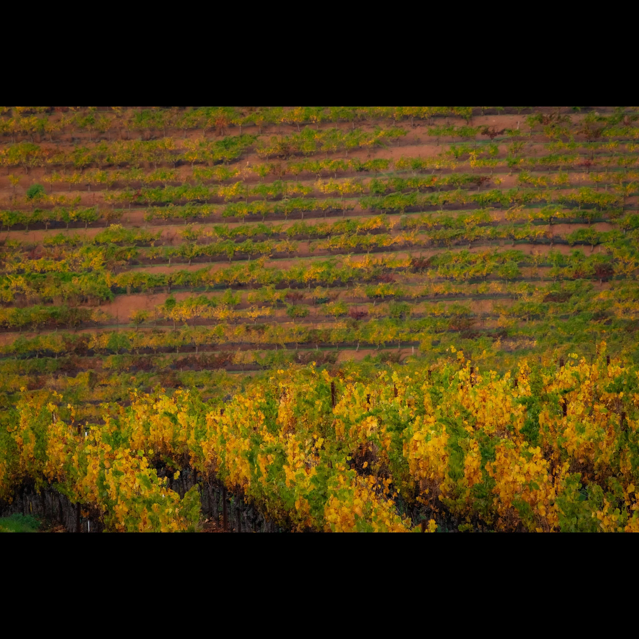 Land of the Grapes.jpg