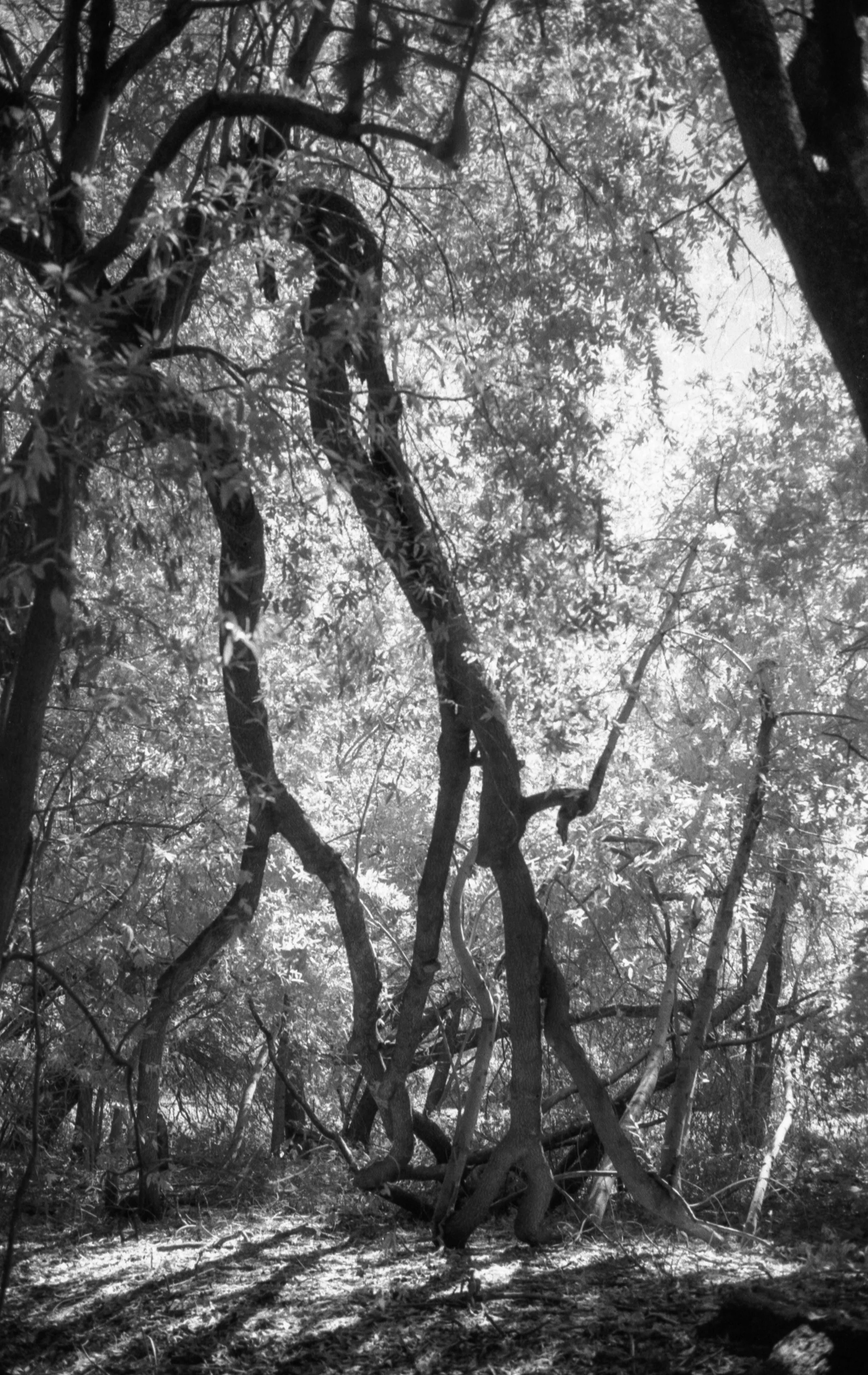 20221215.IlfordSFX200.infrared-7 15.32.08.jpg