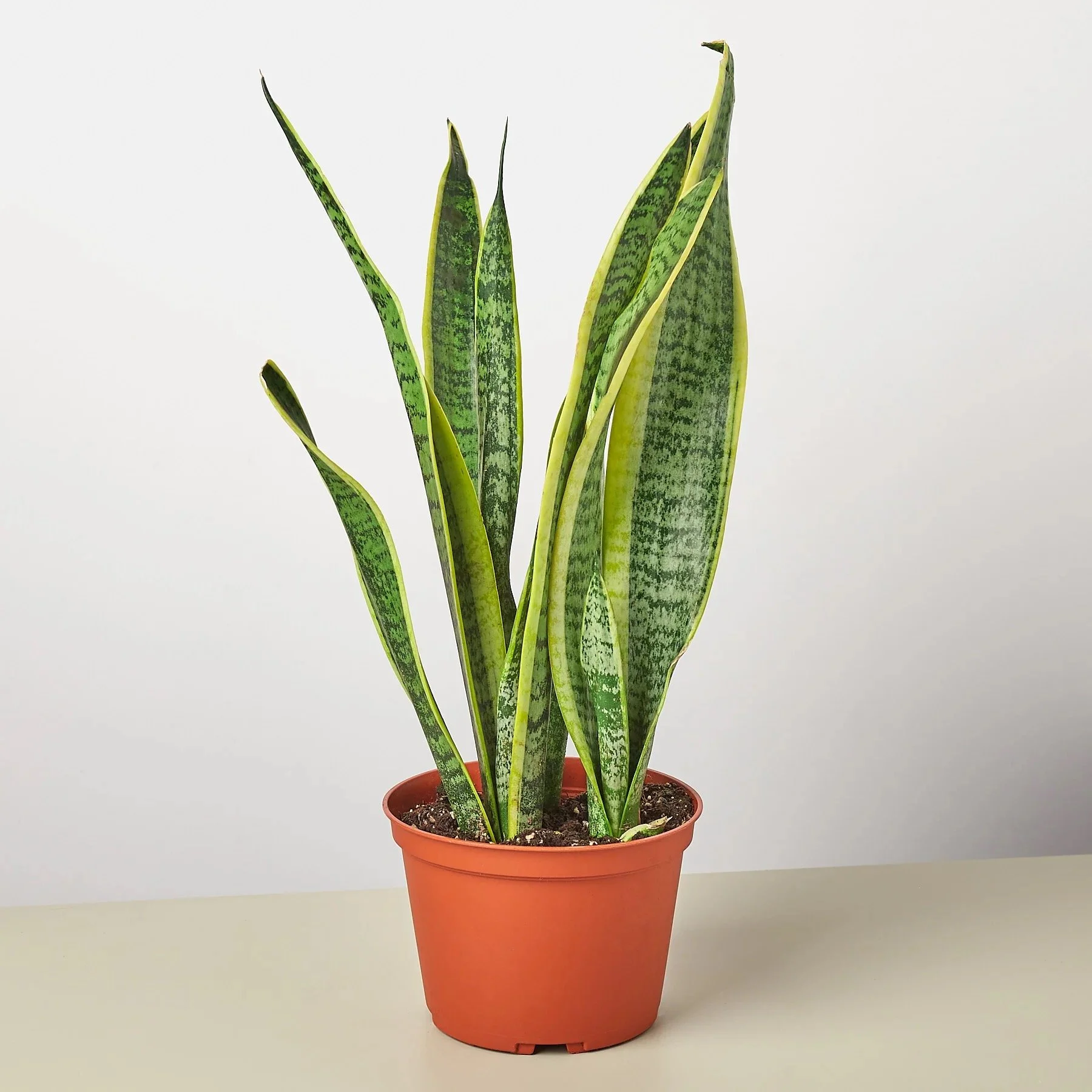 A potted snake plant with tall, variegated green leaves on a plain surface.