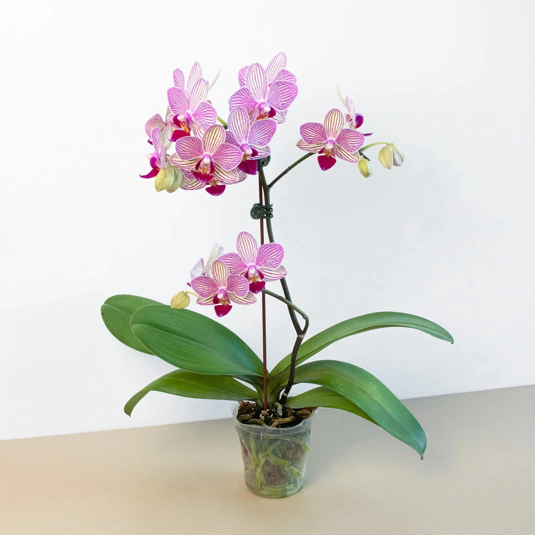 Pink and white striped orchids in a clear plastic pot with green leaves against a plain white background.