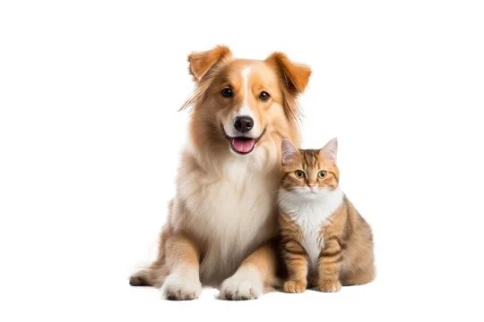 Pet Friendly Plants