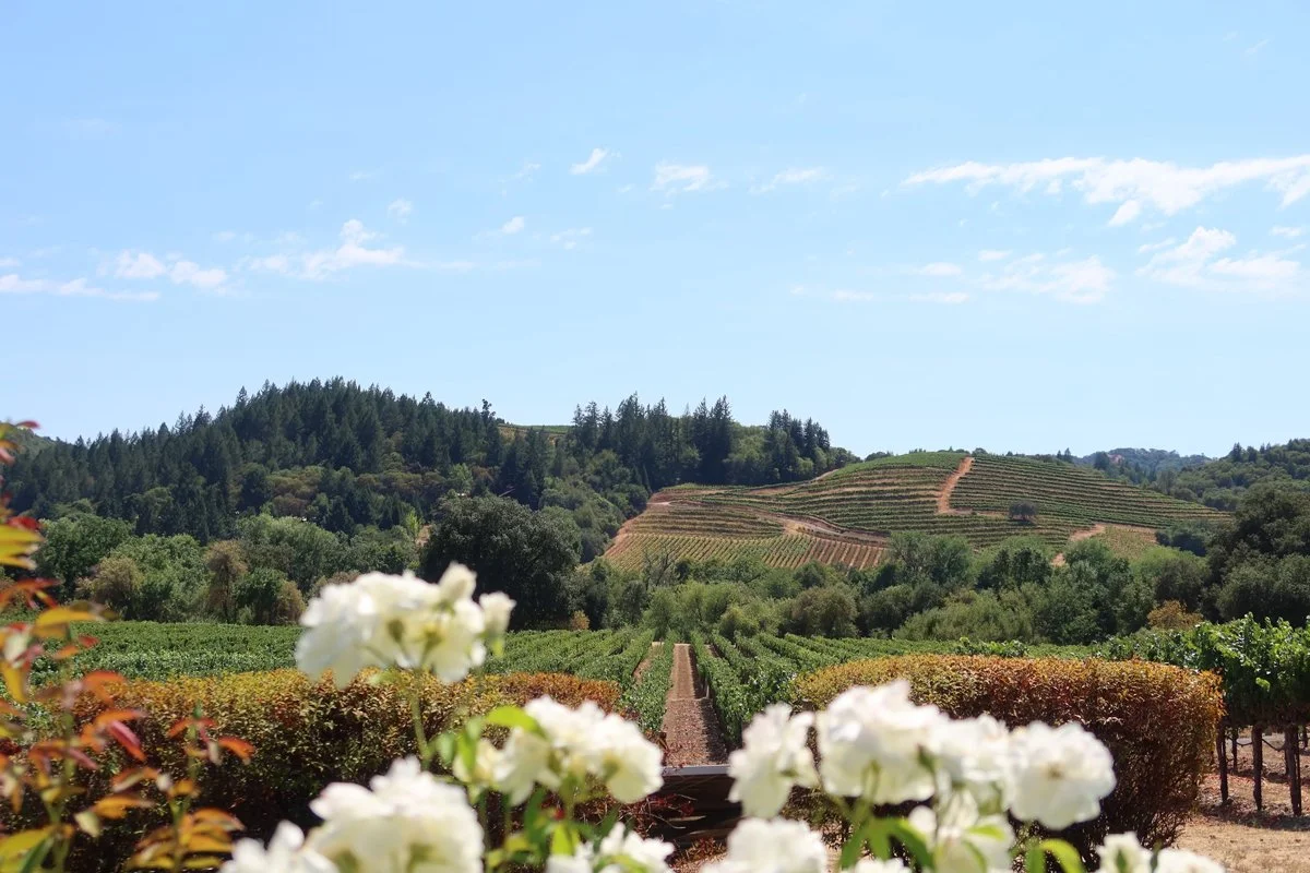 A scenic view of a vineyard with rows of grapevines on rolling hills, surrounded by green trees under a partly cloudy sky.