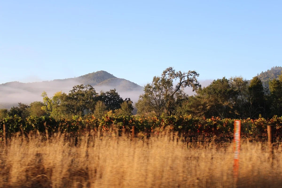 A landscape of grapevines in a vineyard with trees, fog, and mountain in the background under a clear blue sky.