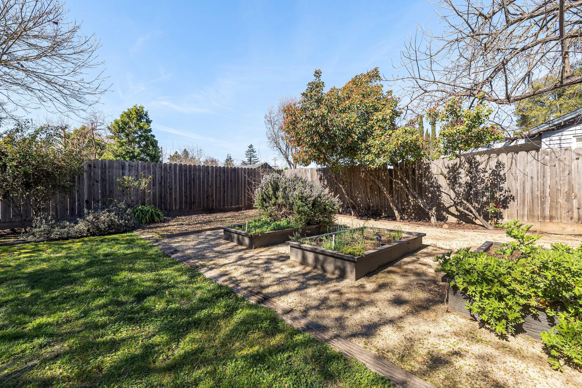 Backyard with raised garden beds, trees, a grassy lawn, and a wooden fence under a blue sky.
