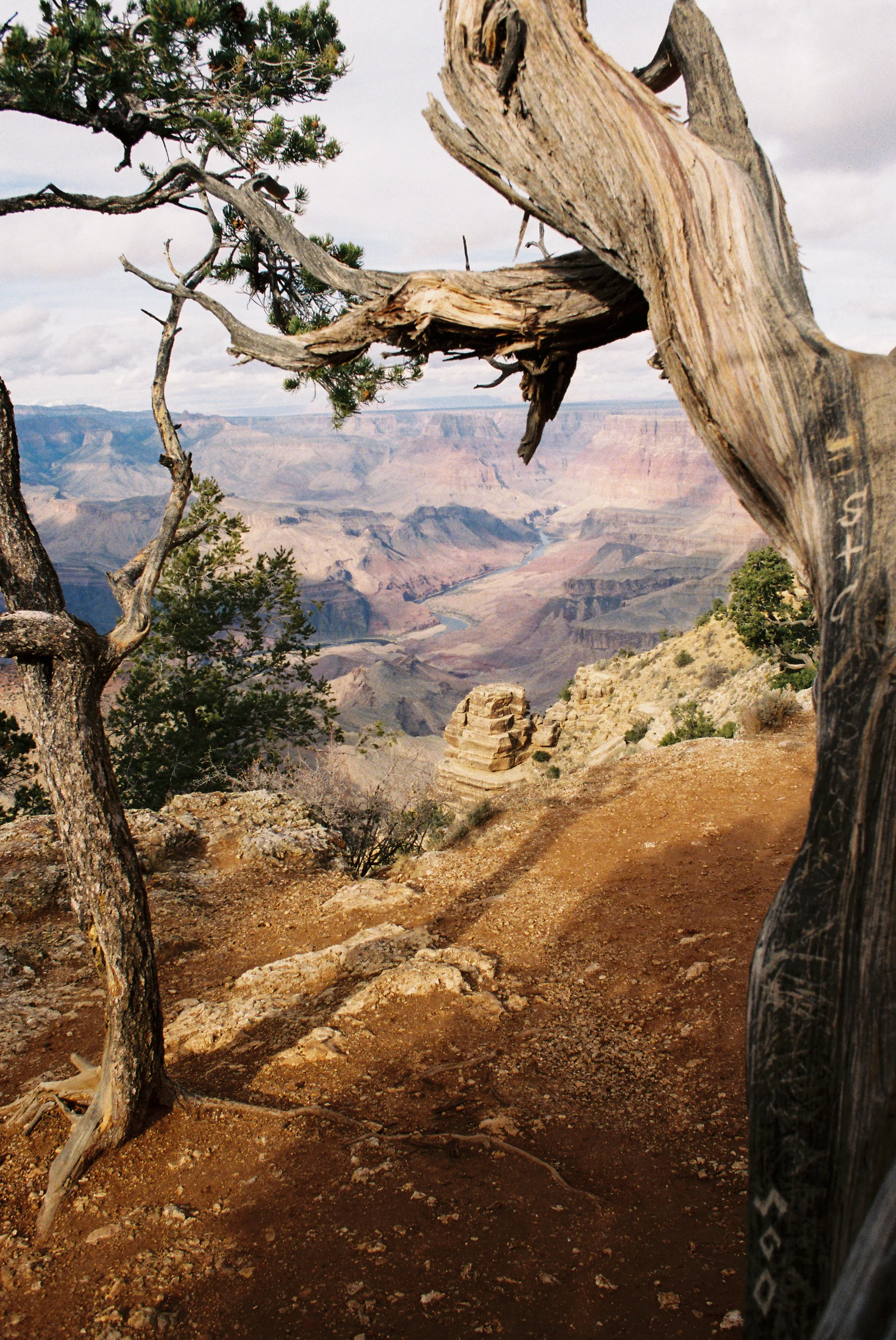 View of the Grand Canyon with a twisted, weathered tree in the foreground.