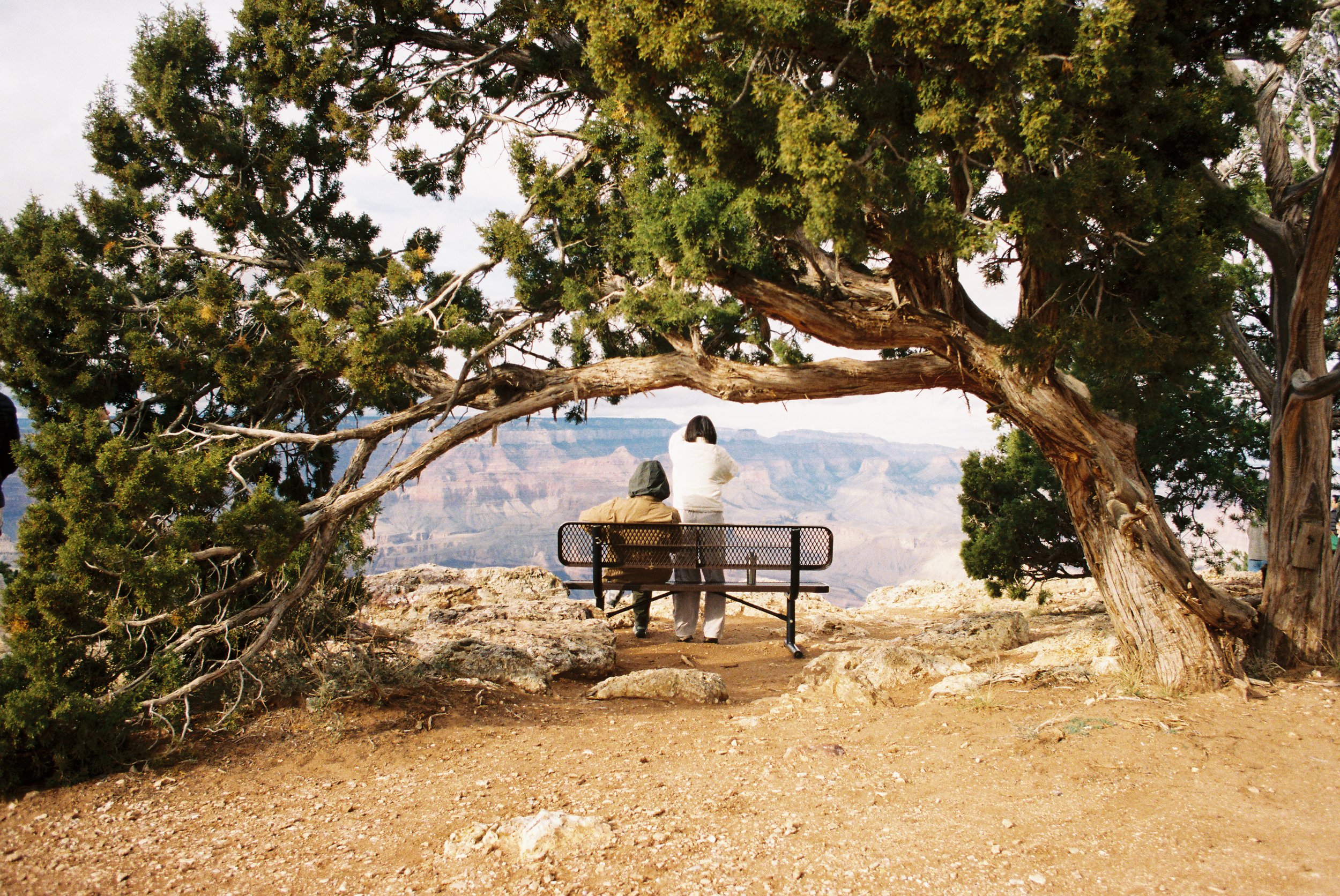 Two people, one seated and one standing, on a park bench at the Grand Canyon, with a large tree providing shade and the canyon in the background.