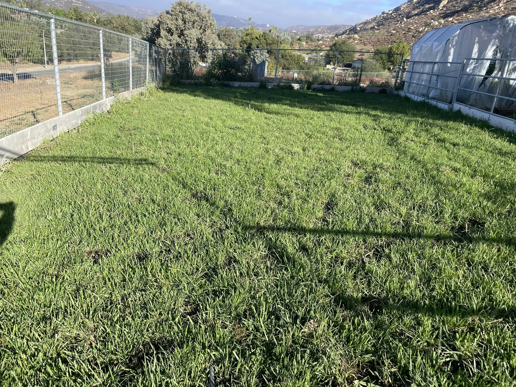 Close-up of thick, healthy horse pasture grass reducing hay dependency