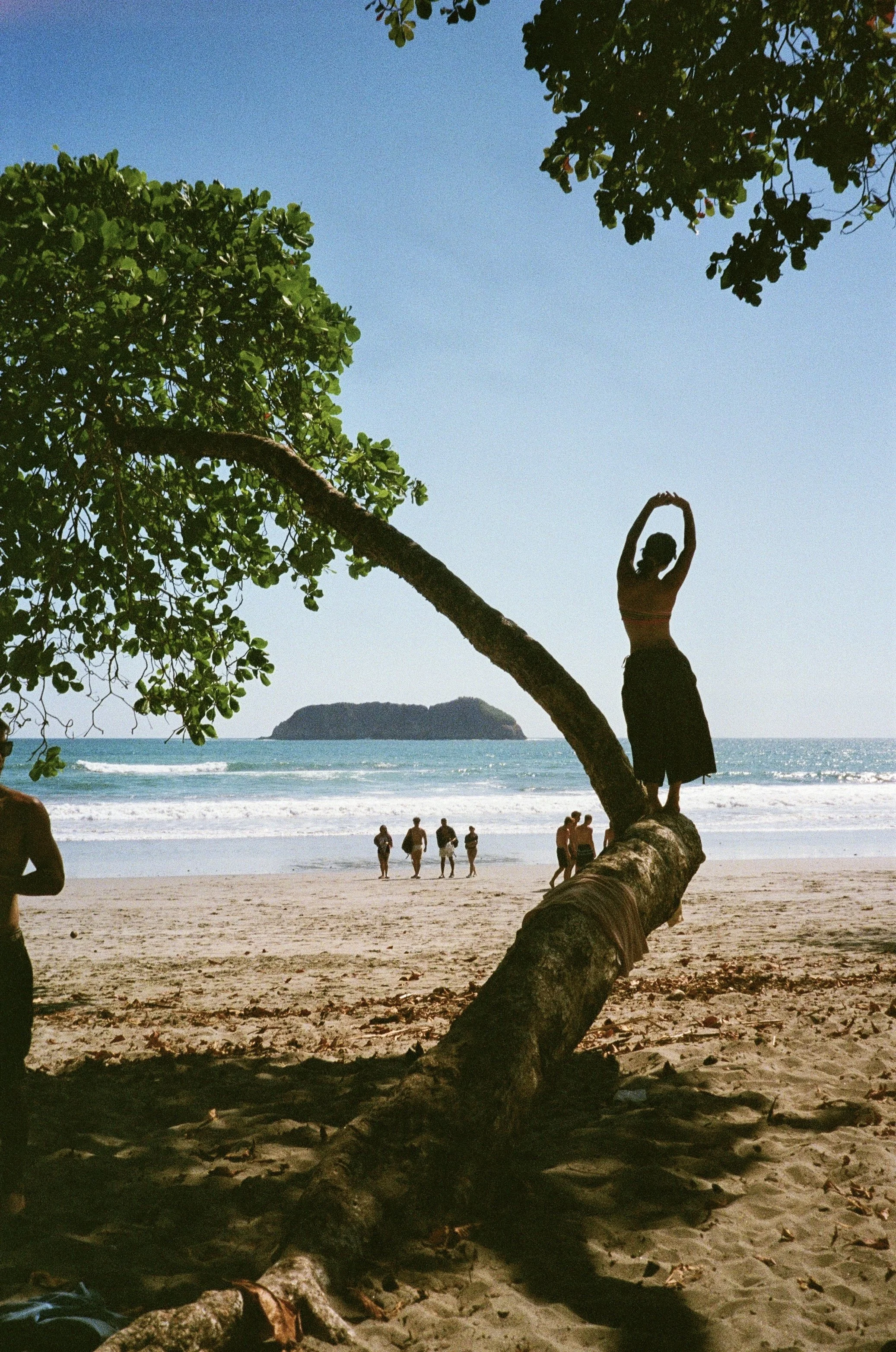 A person standing on a tree branch at the beach, arms raised above head, with the ocean and distant island in the background, under a clear blue sky.